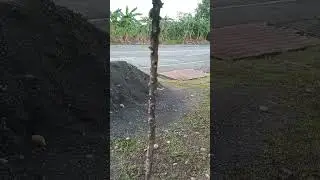 #talisay#planttree #videoshorts