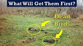 Two Dead Birds in the Woods: What Will Find Them First?