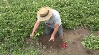 Planet Jr Farming