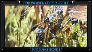 Orb weaver - setup and rehouse