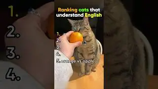 try talking to your cat, they understand 😂😉 #cat