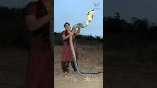 কিং কোবরা কি পোষ মানে? সাপের রাজা কিং কোবরা কতটা ভয়ংকর? King Cobra Facts #snake #সাপ