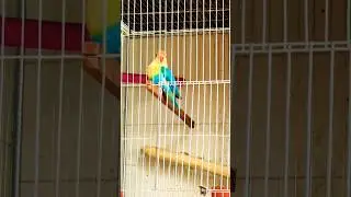 #captivelove #birds #lovebirdsfarming #lovebirds #breedingpair #parbluelovebird #parrot #shorts