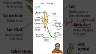 Parts of a Neuron Explained | The Genius Squad