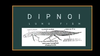 DIPNOI (LUNG FISH) -  General Characters and Distribution