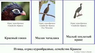 Птица, отряд курообразные, семейство Краксы пенелопа чачалака абурри bird Обыкновенная Красный