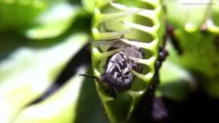 Iphone Macro - Venus Fly Trap vs Fly