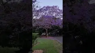 Jacaranda Tree
