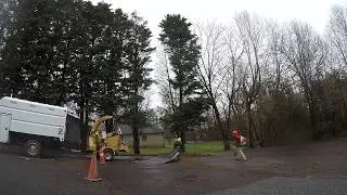 Tree removal - dead Leyland