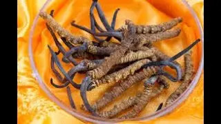 Natural Herbs Hong Kong | Hong Kong Wholesale market | Sheung Shui market | Yarsagumba |