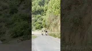 Duke 200 vs rtr 200 4v |Duke 200 vs rtr 200 4v comparison