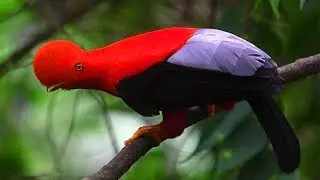 Андский скальный петушок. Rupicola peruviana