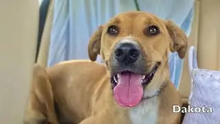 WDHA's Rock N' Ruff with Eleventh Hour Rescue Rockstars