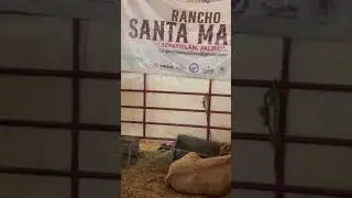 Rancho Santa Mar&iacute;a #rancho #cow #pecuarista #vaca #toros #simmental #ganado #campo #caballos