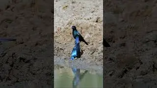 Why Do These Shimmering Birds Meet at Dawn Every Day?