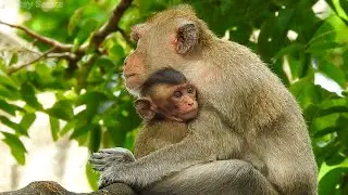 Sweet tiny family mother Emila and baby monkey Emilo