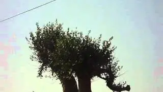 WWW.CUORESALENTINO.IT VOLO ACCROBATICO DI FRANCESCO FORNABAIO