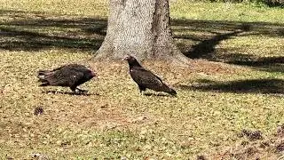 Clean up in the front yard 😬 vultures doing what they do best