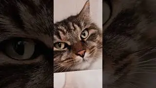 Very active cat🤣 #cat #funny #funnycats #kitten #animal #funnycat #cats #fypシ゚ #pets #pet #shorts
