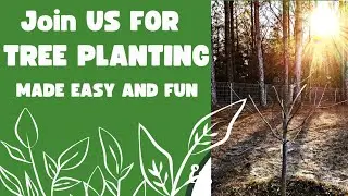 How to Transplant Mature Fruit Trees: Dig Into Success!