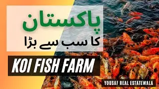 Koi Fish Farm Build by my Company in Islamabad | Yousaf Real Estatewala