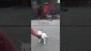 Entrenando a un perro bull terrier 5 meses #bullterrier #adiestramiento #bull