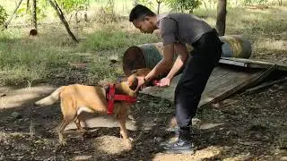 K9 JAGO BELGIAN MALINOIS DETEKSI HANDAK SATWA SENIOR  SAKIT pawang Bripda wayan sedih