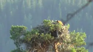 Fiskgjuse med ungar i norra Dalarna