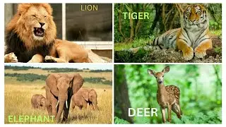 Wild animals lion tiger #mottukutties monkey deer giraffe bear #animals #animalvideosforkids #kids