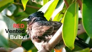 Bulbul in a locality|| Red vented bulbul's call || bulbul in a tree @su2ghoshray 