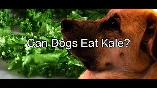 Могут ли собаки есть капусту?