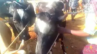 Gubbi sheep and goats market @ eachnur kannada channel