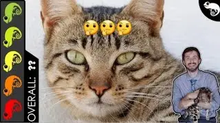 Are Cats truly the best pet mammal?( reaction / guide) ft. Clints Reptiles