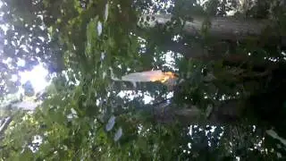 How to get rid of toilet paper in trees