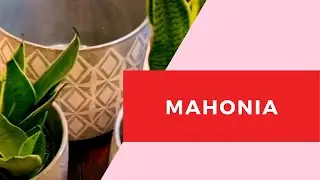 Mahonia | Botanical Paradise in Louisville&rsquo;s NuLu 🌿🌸