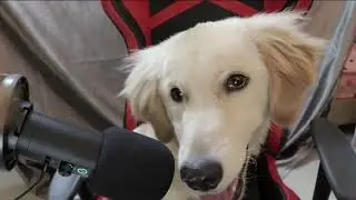 ASMR DOG Eating Cake golden retriever