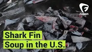 Hooked On: Shark Fin Soup