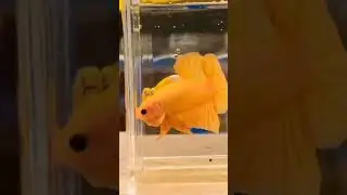 Yellow banana (Betta Fish)