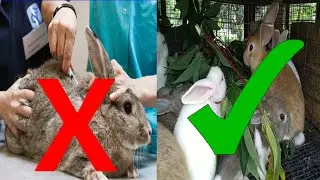 Natural ways for treating rabbit diseases. and boost growth