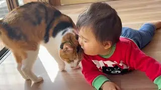 １９匹の保護猫がいる実家で､ゼロ距離交流する赤ちゃんw