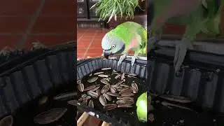 Parrot eating sunflower seed#birds