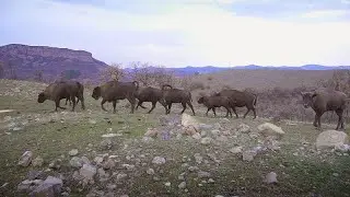 Descubra un para&iacute;so de biodiversidad en un safari por los montes R&oacute;dope