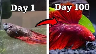 part 9 Collection of the most beautiful wild fish and betta fish of all time| Betta Fish and Snail