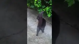 the black cat is so beautiful day#nature #environment #animals