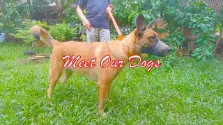 Meet Our Dogs || Mini Pinscher, Japanese Spitz, Belgian (K9 Dog)