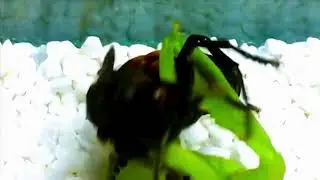 Epic Insect Battle! | Bug Wars, Ant Fights & Predator Showdowns 🦗🔥