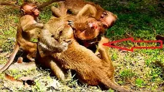 Awesome Acheb! Boss Acheb sharing love,care,worry &warmly to babies, Monkeys hug Acheb full heart