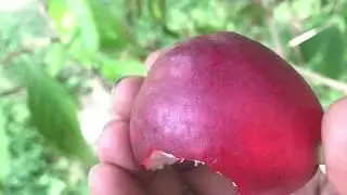 apple picking in Jamaica best vacation ever