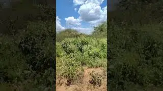 Agricultural Land For Lease in Kajiado County. #shorts #landforlease #agriculture