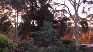 Pretty Eucalypt Sunset and Koala